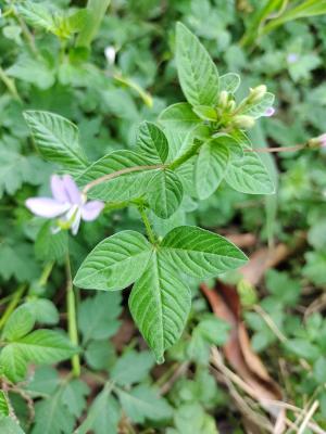 皺子白花菜