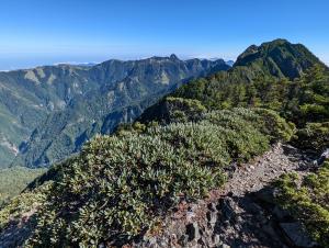 玉山杜鵑