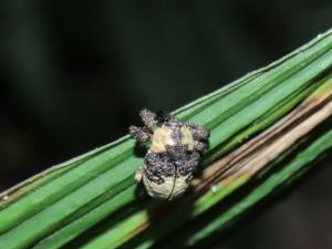 鳥糞象鼻蟲