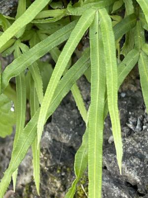 井欄邊草 (鳳尾蕨)