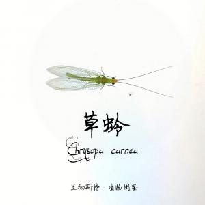 Chrysopa 草蛉