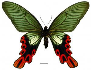 Papilio maraho Shiraki & Sonan, 1934 臺灣寬尾鳳蝶