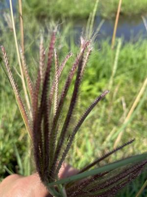 虎尾草、刺虎尾草、孟仁草