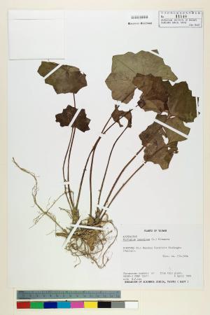 Farfugium japonicum var. formosanum (Hayata) Kitam._標本_BRCM 7233