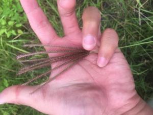 虎尾草、刺虎尾草、孟仁草