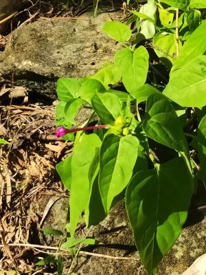 紫茉莉