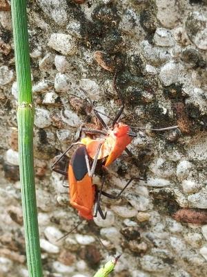 小紅姬緣椿