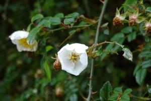 高山薔薇