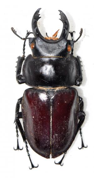 Neolucanus maximus vendli 大園翅鍬形蟲