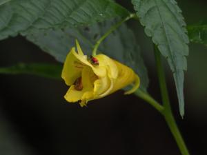 黃花鳳仙花