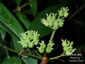 華八仙(華南分布)