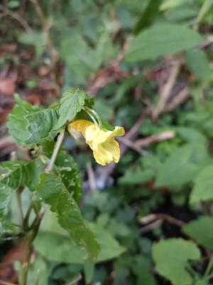 黃花鳳仙花