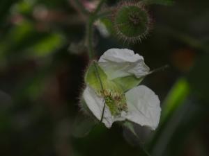 虎婆刺