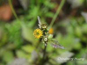 白花鬼針