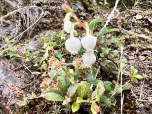 高山白珠樹