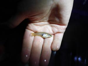 食蚊魚 (大肚魚)