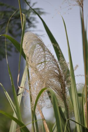 芒 (茅丁)