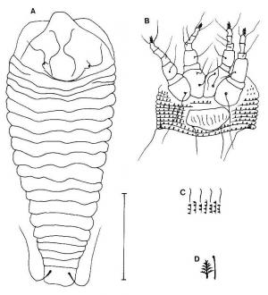 Calepitrimerus similisvas Huang, 2001