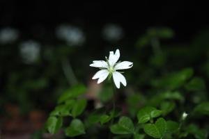 阿里山繁縷