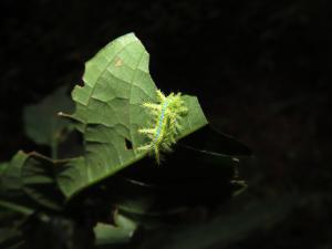 三角斑刺蛾 / 棗奕刺蛾