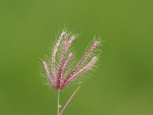 虎尾草、刺虎尾草、孟仁草