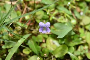 小蓳菜