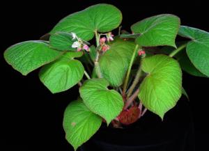 Begonia thomsonii A.DC.