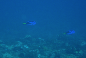 擬刺尾鯛  (藍倒吊 黃尾副刺尾魚)