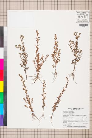 Ludwigia microcarpa Michx._標本_BRCM 3525