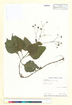 Adenostemma lavenia (L.) Kuntze_標本_BRCM 6476