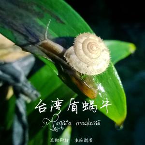 Aegista mackensii 臺灣盾蝸牛