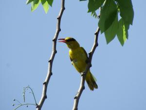 Oriolus chinensis diffusus