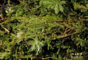 Y5226-Lejeunea japonica.jpg