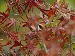 紅頭山雀