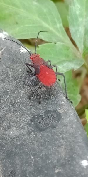 大紅姬緣蝽