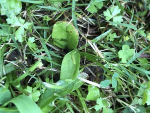 箭蕨 (瓶爾小草)