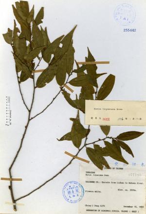 Eurya loquaiana Dunn_標本_BRCM 4708