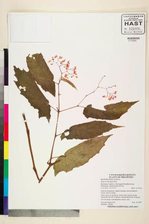 Begonia oblongata標本_BRCM 2269