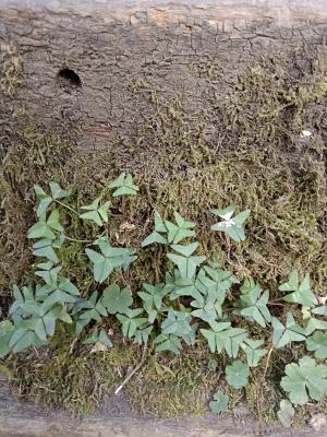 山酢漿草