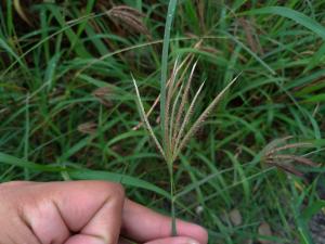 虎尾草、刺虎尾草、孟仁草