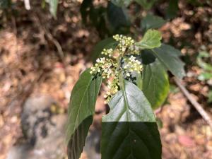 臺灣山桂花