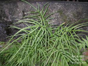 井欄邊草 (鳳尾蕨)