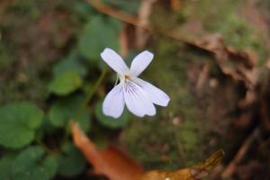 台灣菫菜