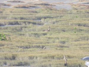 Eurasian White-fronted Goose