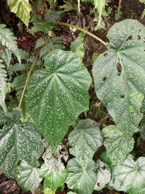 水鴨腳秋海棠