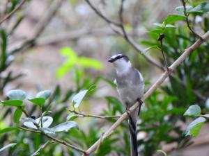 琉球山椒鳥