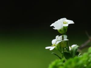 基隆筷子芥