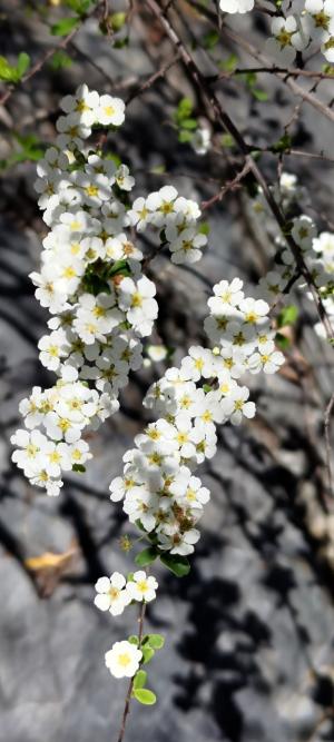 李葉繡線菊(笑靨花)