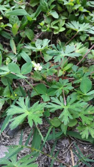 野老鸛草