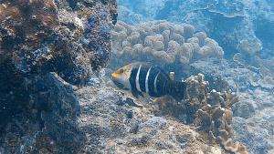 大口鸚鯛（條紋半裸魚、橫帶厚唇魚）